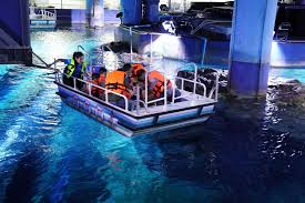 Exploring Marine Life with a Stabilized Glass Bottom Boat Tour