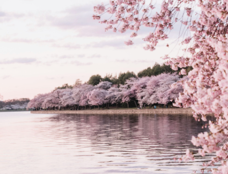 Top 10 Reasons to Visit Japan During Cherry Blossom Season